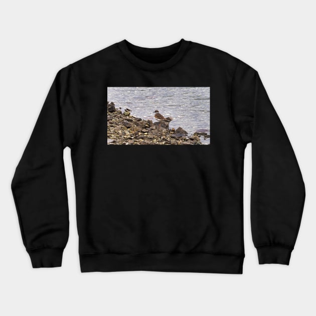 Killdeer Bird Standing On A Rocky Shore Crewneck Sweatshirt by BackyardBirder